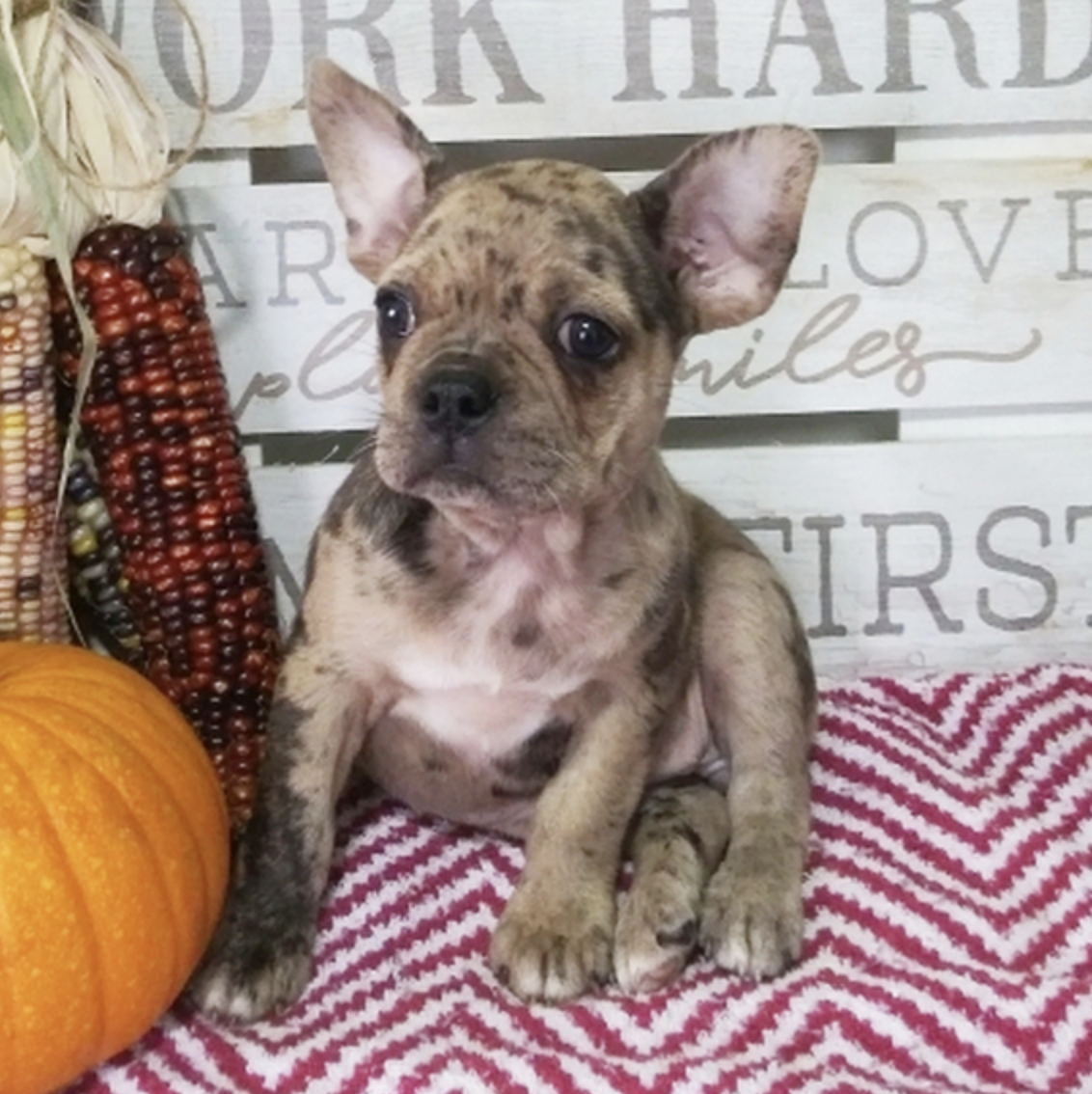 comprar cachorros sanos, baratos y asequibles para la venta